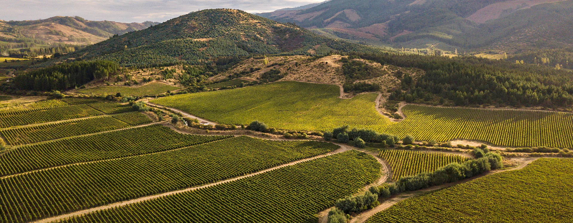 Viñedos del Valle del Maule cerca de Molina